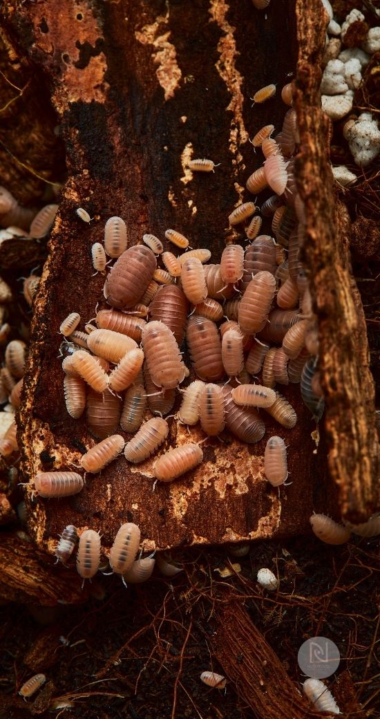 Isopodi | Crostacei terrestri