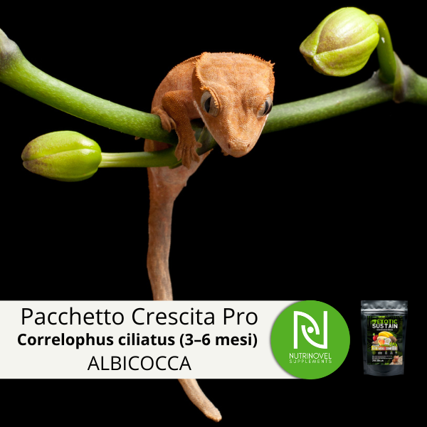 Pacchetto Crescita Pro - Baby Correlophus ciliatus (3–6 mesi) | ALBICOCCA 25%