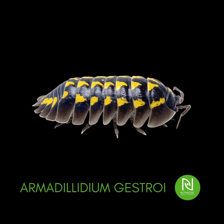 Armadillidium gestroi