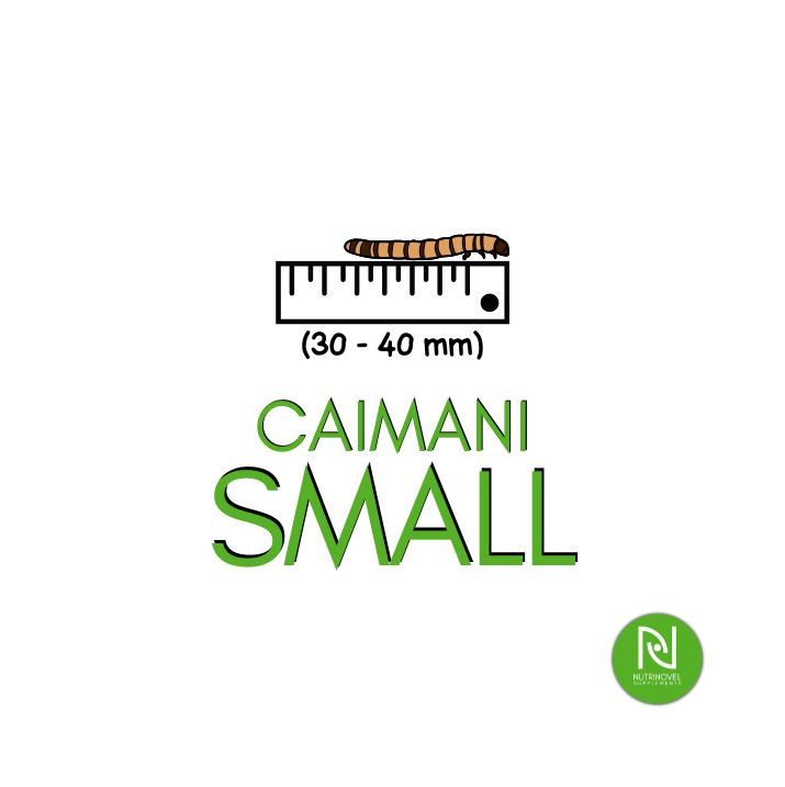 Caimani SMALL | Larve da pasto