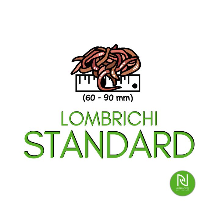 Lombrichi (Dendrobena veneta)