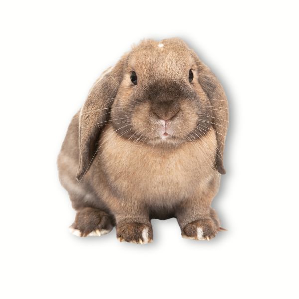 MANGIME COMPLETO PER CONIGLI NANI