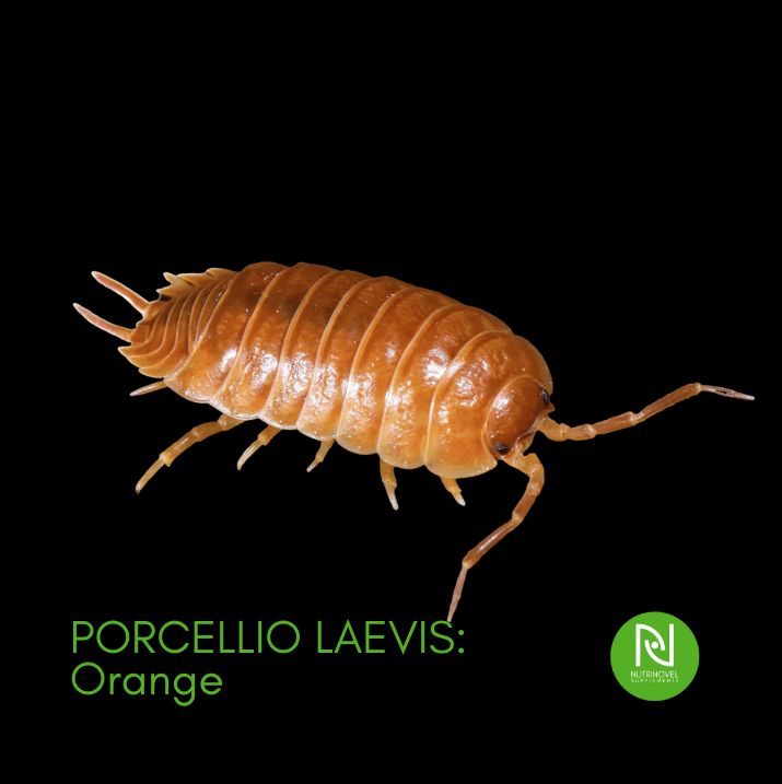 Porcellio laevis: Orange