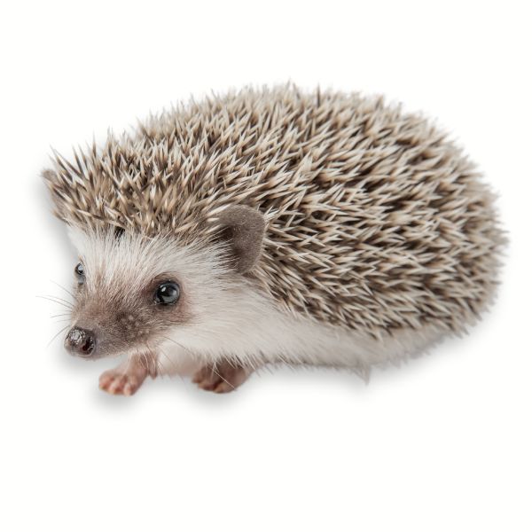 MANGIME COMPLEMENTARE PER RICCI