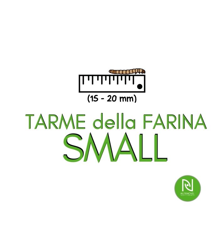 Tarme della farina SMALL | Insetti da pasto per animali esotici