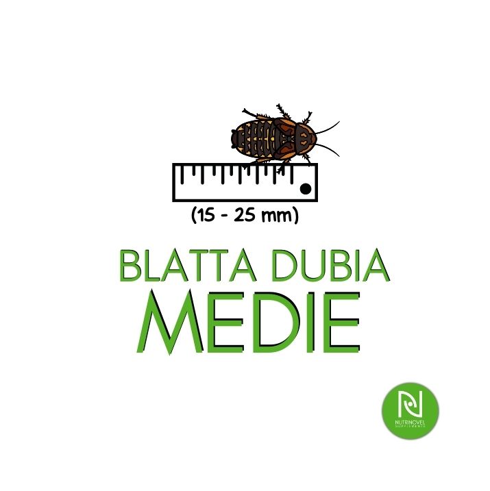 Blatte dubia MEDIE | Insetti vivi da pasto per esotici