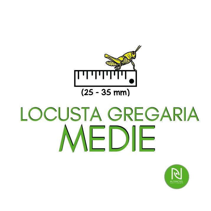 Locusta gregaria MEDIE | Insetti vivi da pasto per esotici