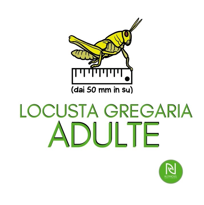 Locusta gregaria ADULTE | Insetti vivi da pasto per esotici