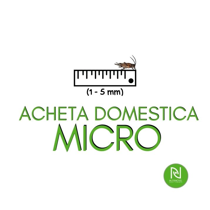 Grilli Acheta domestica MICRO | Insetti vivi per animali esotici