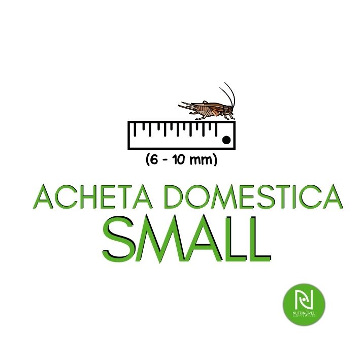 Grilli Acheta domestica SMALL | Insetti vivi per animali esotici