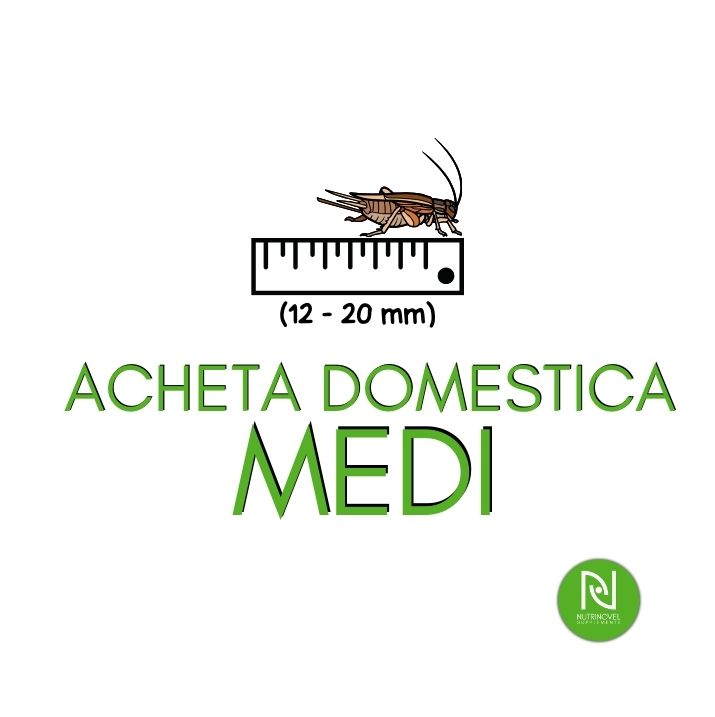 Grilli Acheta domestica MEDI | Insetti vivi per animali esotici