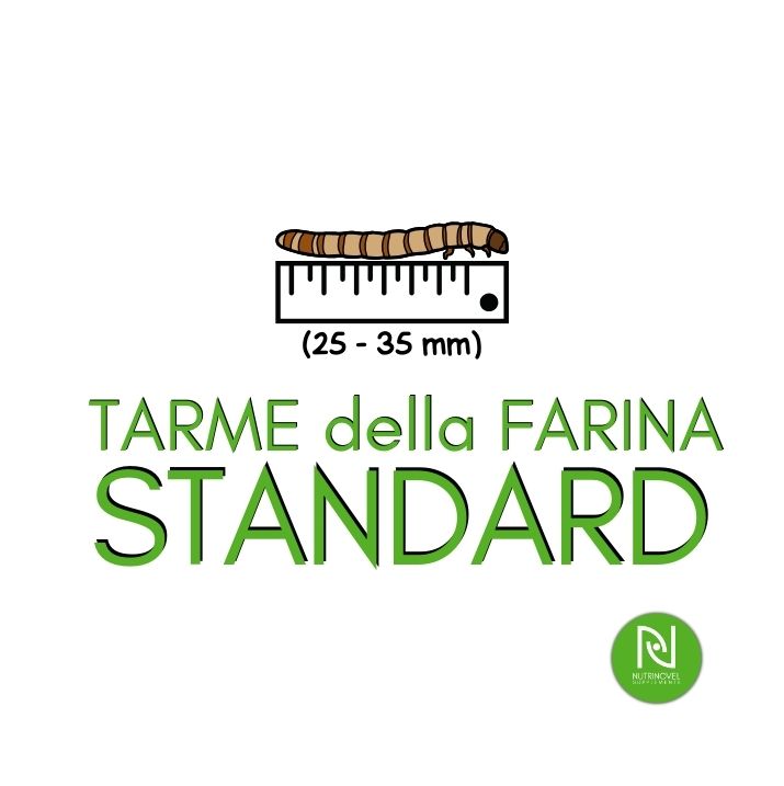 Tarme della farina STANDARD | Insetti da pasto per animali esotici