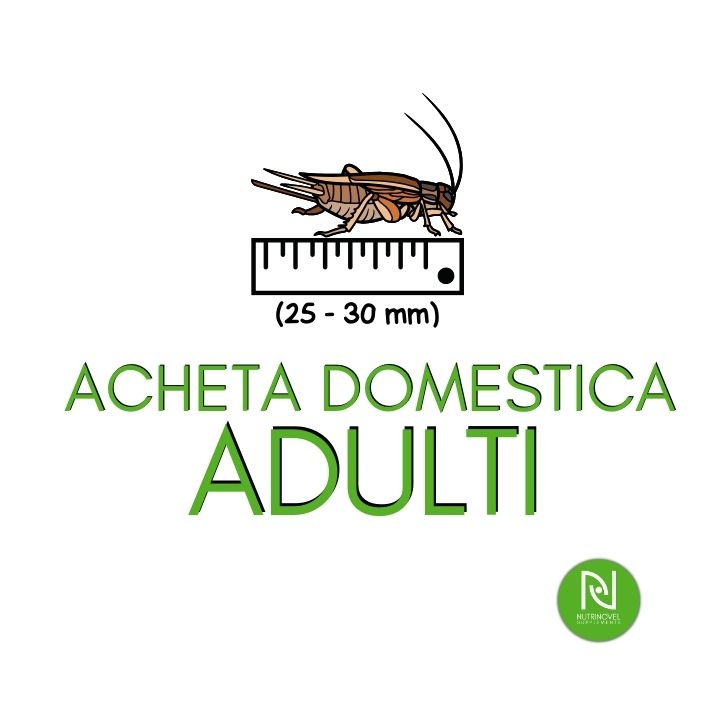 Grilli Acheta domestica ADULTI | Insetti vivi per animali esotici