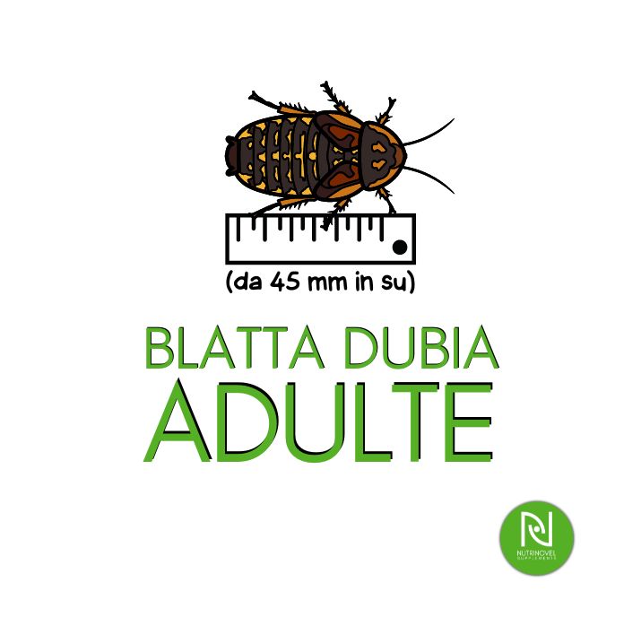 Blatte dubia ADULTE | Insetti vivi da pasto per esotici