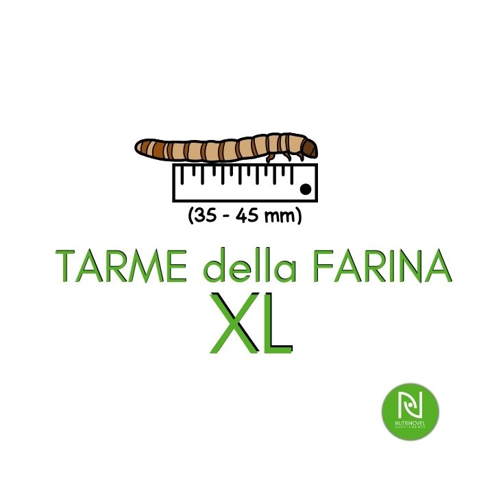 Tarme della farina XL | Insetti da pasto per animali esotici