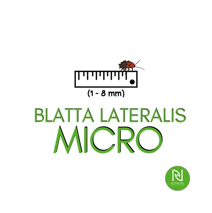 Blatte lateralis MICRO | Insetti vivi da pasto per esotici