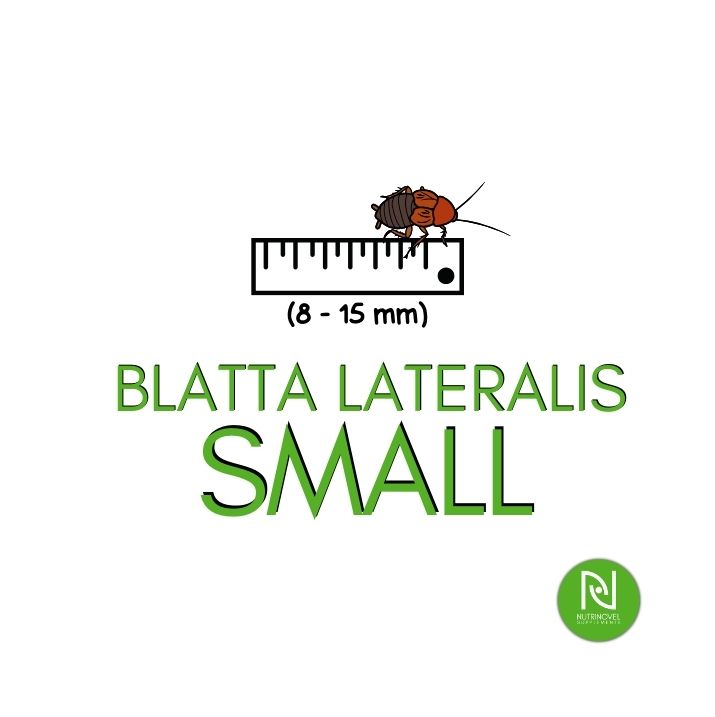 Blatte lateralis SMALL | Insetti vivi da pasto per esotici