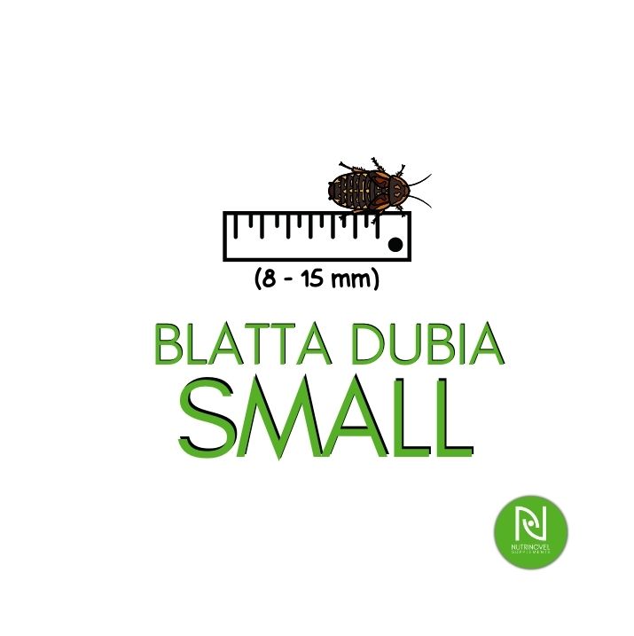 Blatte dubia SMALL | Insetti da pasto per insettivori