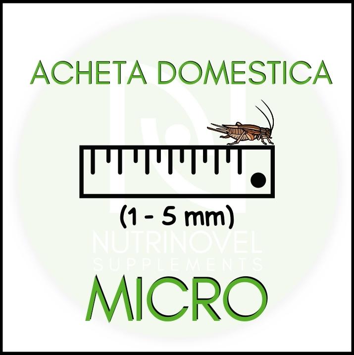 Grilli Acheta domestica MICRO | Insetti vivi per animali esotici