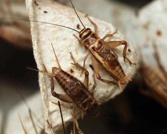 GESTIONE INSETTI: GRILLI ACHETA DOMESTICA