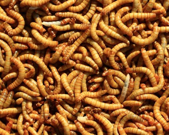 GESTIONE LARVE: TARME DELLA FARINA