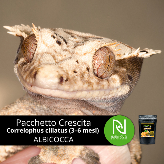 Pacchetto Crescita Classic - Baby Correlophus ciliatus (3–6 mesi) | ALBICOCCA