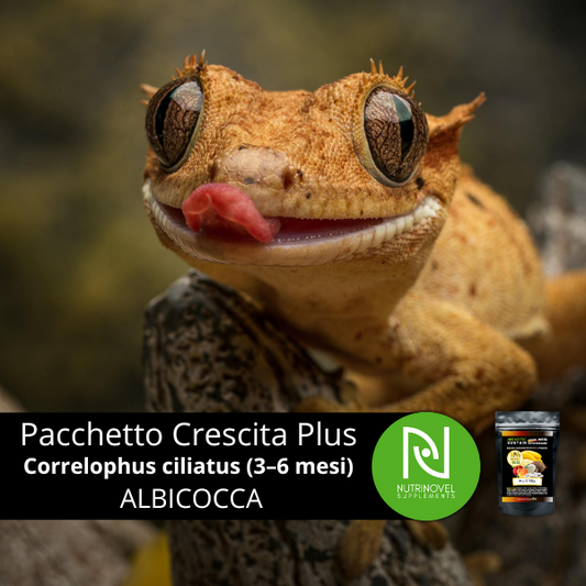 Pacchetto Crescita Plus - Baby Correlophus ciliatus (3–6 mesi) | ALBICOCCA 14%