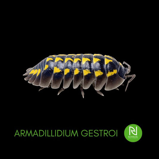 Armadillidium gestroi