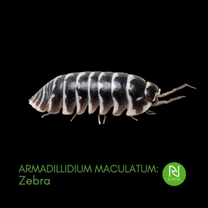 Armadillidium maculatum v. Zebra