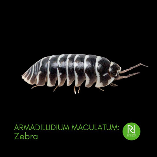 Armadillidium maculatum v. Zebra