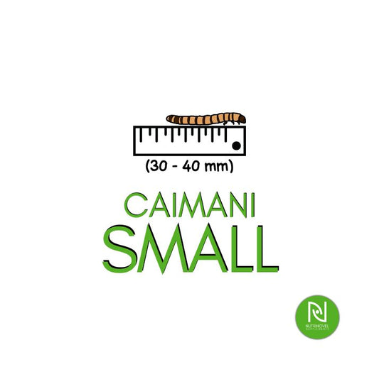 Caimani SMALL | Larve da pasto