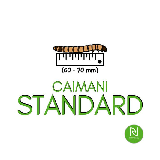 Caimani STANDARD | Larve da pasto