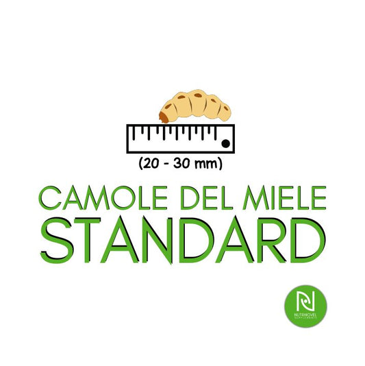 Camole del Miele | Larve da pasto