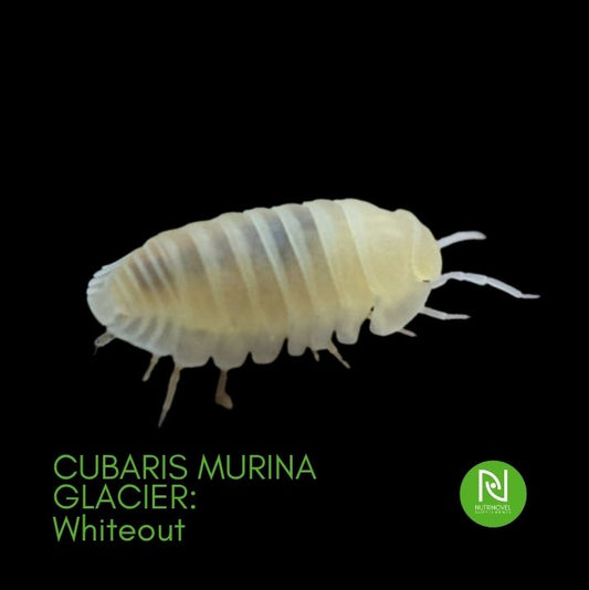 Cubaris murina v. Glacier/Whiteout