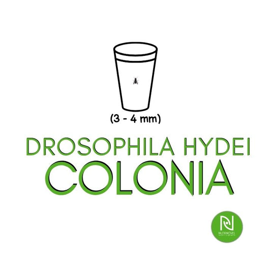 Drosophila hydei | Insetti vivi da pasto per esotici