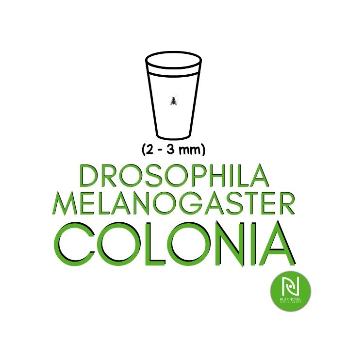 Drosophila melanogaster | Insetti vivi da pasto per esotici