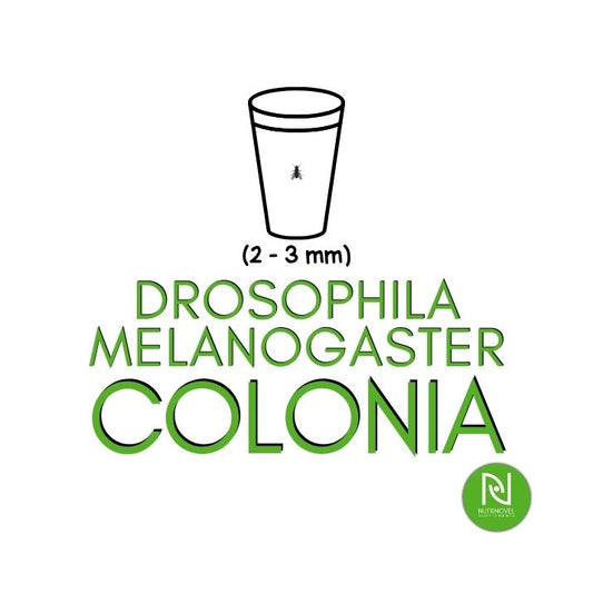 Drosophila melanogaster | Insetti vivi da pasto per esotici