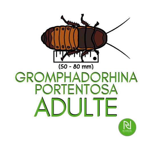Gromphadorhina portentosa