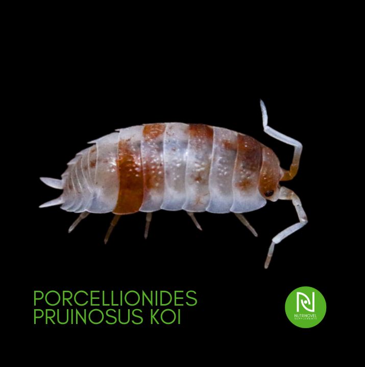 Porcellionides pruinosus v. Koi