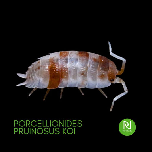 Porcellionides pruinosus v. Koi