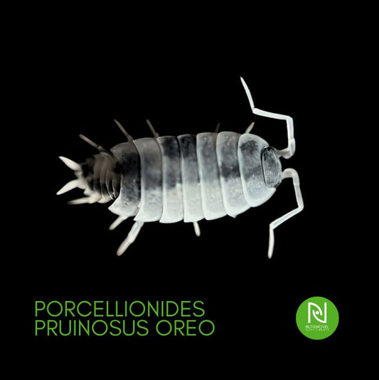 Porcellionides pruinosus v. Oreo Crumble