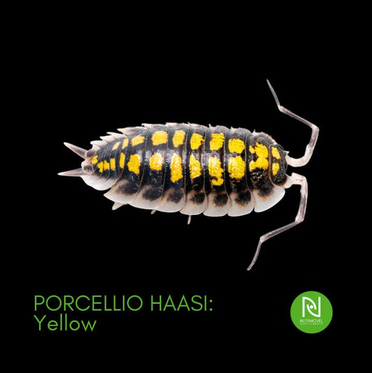 Porcellio haasi: Yellow
