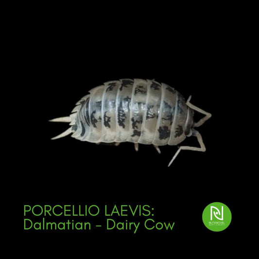 Porcellio laevis: Dalmatian - Dairy cow