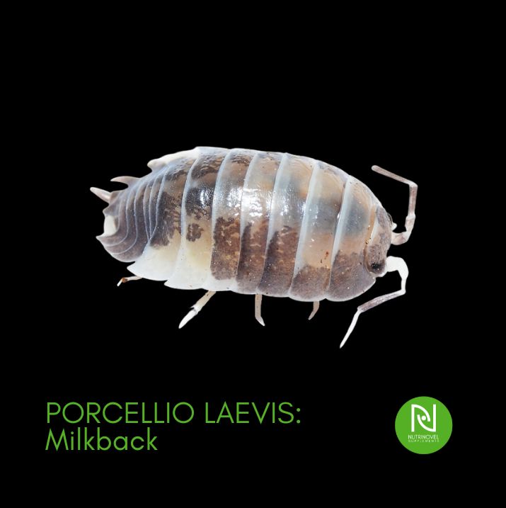 Porcellio laevis: Milkback