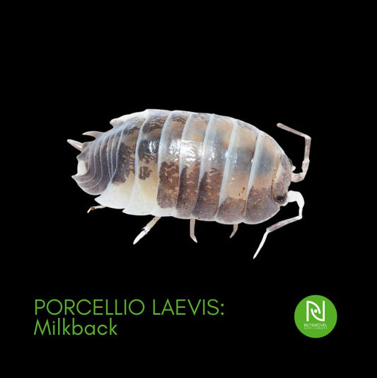 Porcellio laevis: Milkback