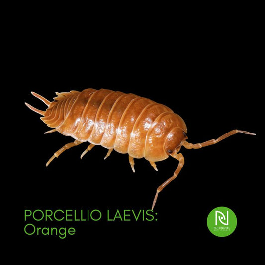 Porcellio laevis: Orange