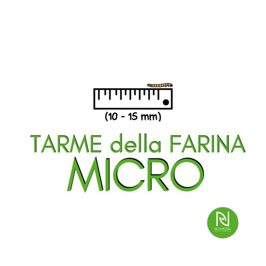 Tarme della farina MICRO | Insetti da pasto per animali esotici