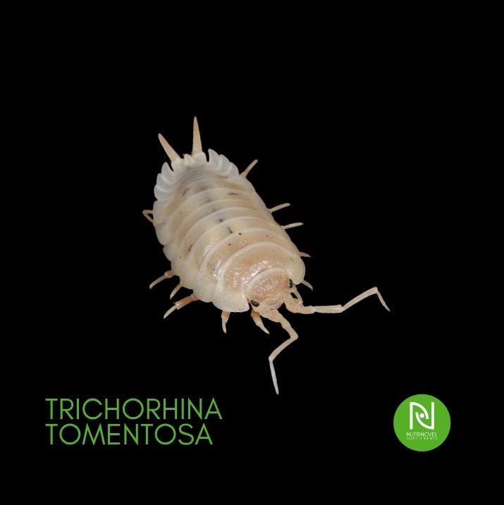 Trichorhina tomentosa