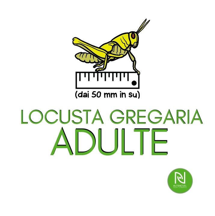 Locuste Gregaria ADULTE | Insetti vivi da pasto per esotici