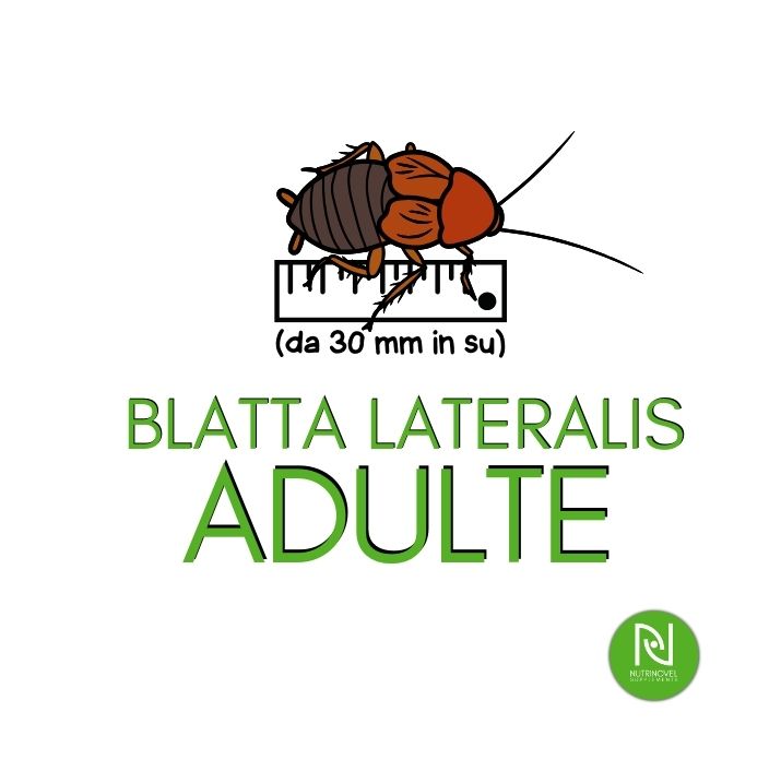 Blatte lateralis ADULTE | Insetti vivi da pasto per esotici